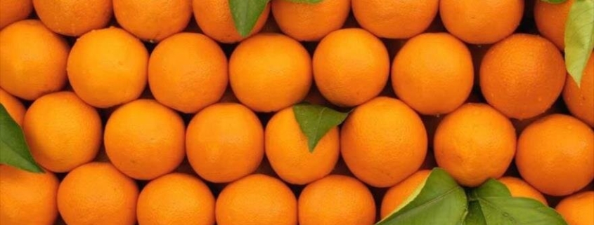 پوست پرتقال چه خواصی دارد؟/ میوه ای که عثمانی ها آن را به اروپا بردند