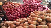 گزارش شهروند گتوندی از رها کردن محصول گوجه فرنگی