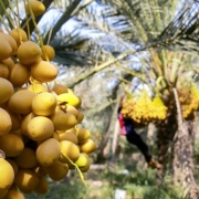 برداشت بیش از ۳ هزار تن خارک و رطب در گتوند