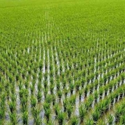 کشت ۳۰ هزار هکتار برنج در شوشتر