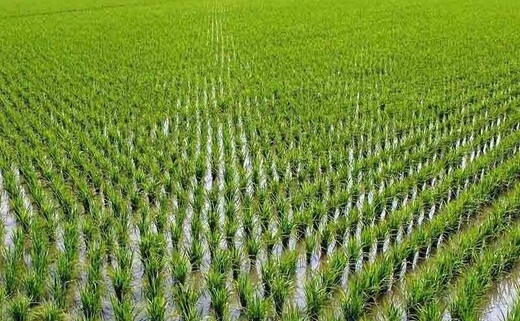 کشت ۳۰ هزار هکتار برنج در شوشتر
