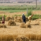 توسعه خوشه‌ای کسب و کار‌های روستایی در اندیمشک