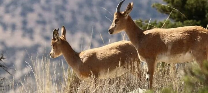 سرشماری پاییزه حیات وحش در خوزستان آغاز شد